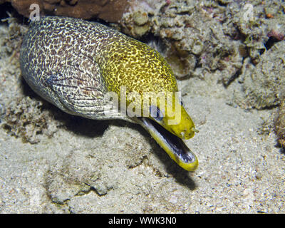 Fimbriated Moray (Gymnothorax fimbriatus) Stockfoto