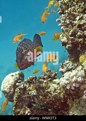 Gelbflossenthun Hind (Cephalopholis hemistiktos) Stockfoto