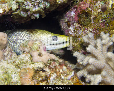 Fimbriated Moray (Gymnothorax fimbriatus) Stockfoto