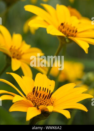 Glatte oxeye Heliopsis helianthoides var. scabra - Stockfoto