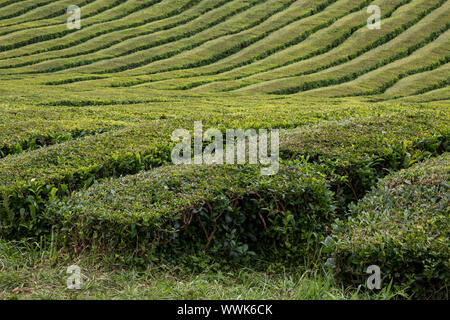 Kaffee Büschen eine frische grüne Farbe, in der die Linien auf einem Hügel rund um eine Teefabrik wächst. Maia, Sao Miguel, Azoren, Portugal. Stockfoto