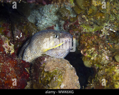 Yellowmouth Muränen Stockfoto