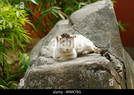 Schlafende Katze auf den Felsen Stockfoto