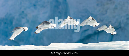 Möwen fliegen über Schnee.  Horizontal gerahmten Schuss. Stockfoto