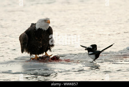 Essen Weißkopfseeadler auf Schnee mit Magpie. Das Geschrei der Weißkopfseeadler sitzt auf Schnee zu Fluss Chilkat. Stockfoto