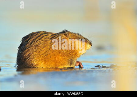 Die Bisamratte (Ondatra Zibethica) sitzt auf einem Sonnenuntergang Sonnenlicht Stockfoto