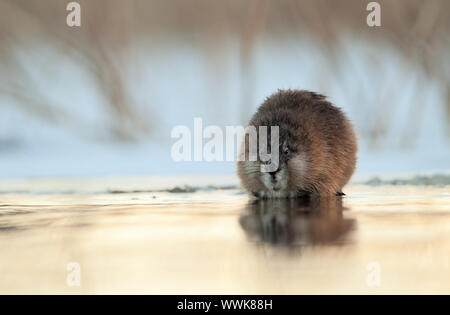 Winter Porträt der Bisamratte. Die Bisamratte sitzt am Rande des Eis auf Wasser overgilded durch die kommende Sonne. Russland. Ladoga See Stockfoto