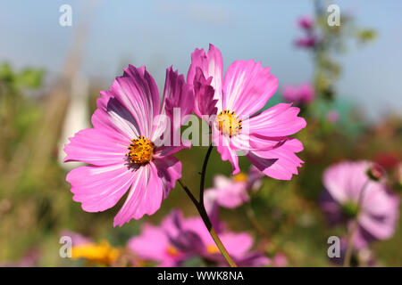 Blütenköpfe aus rosa-weißem, zweifarbigem Cosmea. Stockfoto