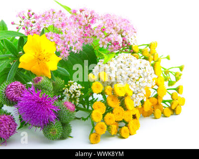 Ein Bouquet von Wildblumen, auf weißem Hintergrund Stockfoto