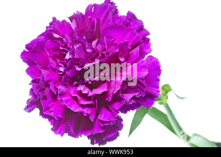 Nelke (Dianthus) auf weißem Hintergrund Stockfoto