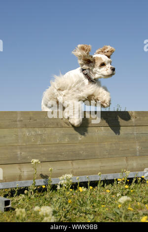 Reinrassige American Cocker in einem Training der Beweglichkeit Stockfoto