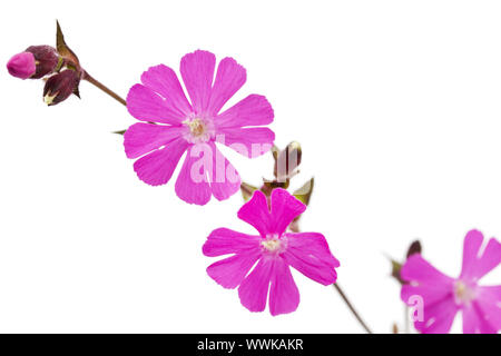 Rote Nelke (Silene dioica) Stockfoto