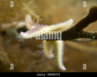 Seastar, Close-up Stockfoto