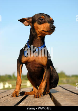 zusammengesetztes Bild mit reinrassigen Zwergpinscher in der Natur Stockfoto