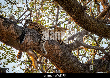 Spektakuläre Aussicht auf Leopard über Baum in die Kamera schaut Stockfoto