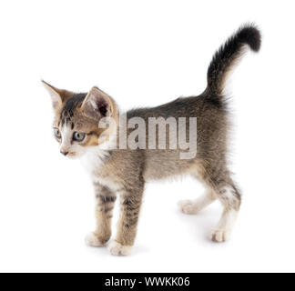 Eine kurze blonde Baby Katze auf weißem Hintergrund Stockfoto
