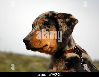 Junge reinrassige französische Hirten in einem blauen Himmel, konzentrieren sich auf die Augen und Copyspace Stockfoto