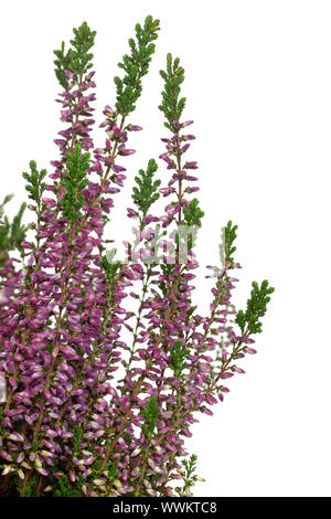 Heidekraut (Calluna vulgaris) auf weißem Hintergrund Stockfoto