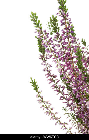 Heidekraut (Calluna vulgaris) auf weißem Hintergrund Stockfoto