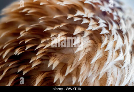 Adlerfedern Detail Nahaufnahme Makro Hintergrund Stockfoto
