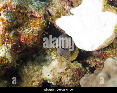 Giant moray Stockfoto