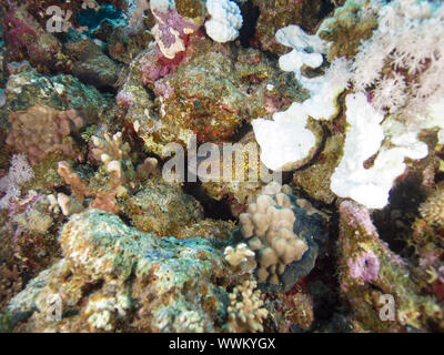 Giant moray Stockfoto