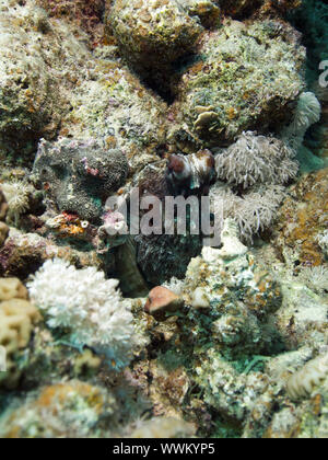 Gemeinsame Krake (Octopus vulgaris) Stockfoto