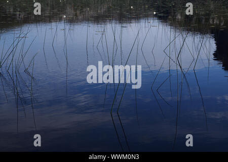 Eine Nahaufnahme einer Spindeldürren loch Gras Werk, das aus dem Wasser, das die Reflexionen Stockfoto