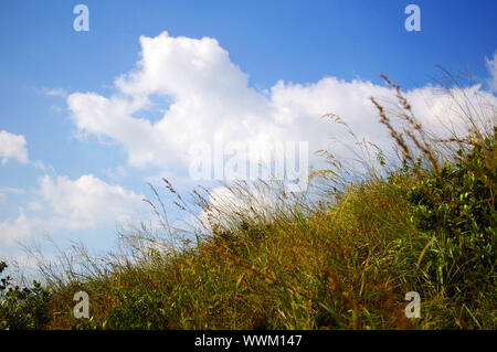 Grüne Gräser und blauer Himmel Stockfoto
