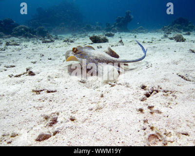 Bluespotted Ribbontail Strahl Stockfoto