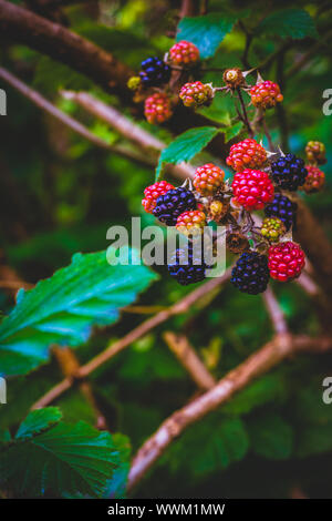 Black Bush mit wilden Brombeeren wachsen in einem Wald in Schottland mit Platz kopieren Stockfoto