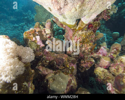 Giant moray Stockfoto