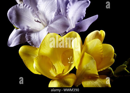 Pink und Gelb frische Stockfoto