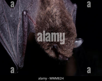 Lange-fingered Bat oder Myotis capaccinii in Ruhelage Stockfoto