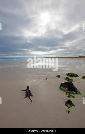 Ein marine Iguana zu Fuß am Strand auf Galapagos Stockfoto