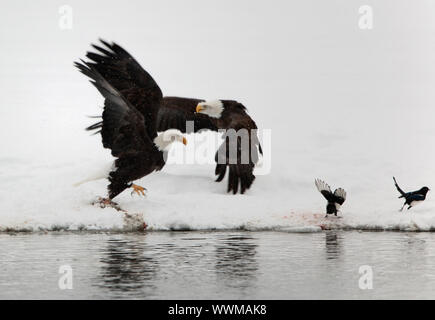 Zwei kahle Egles (HALIAEETUS LEUCOCEPHALUS) und zwei Elstern fliegen vom Schnee. Stockfoto