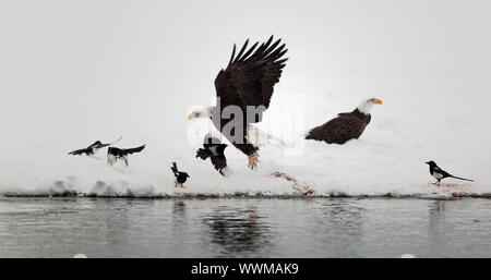 Kahlen Egles (HALIAEETUS LEUCOCEPHALUS) und Elstern fliegen vom Schnee. Stockfoto