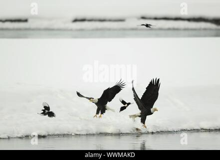 Zwei kahle Egles (HALIAEETUS LEUCOCEPHALUS) und zwei Elstern fliegen vom Schnee. Stockfoto