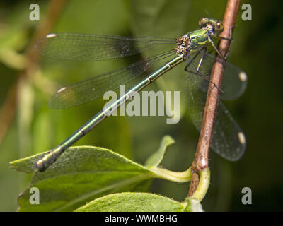 Weide Emerald Damselfly Stockfoto