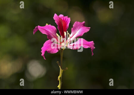 Blume eines Bauhinia (Bauhinia blakeana) oder Hong Kong orchid Tree Stockfoto
