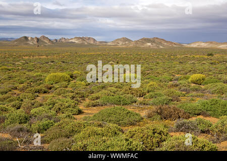 Nama Karoo Strauch Savanne, Richtersveld, Südafrika Stockfoto