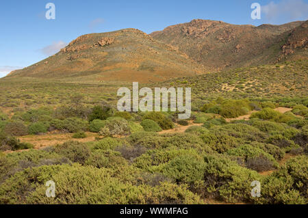 Nama Karoo Strauch Savanne, Richtersveld, Südafrika Stockfoto