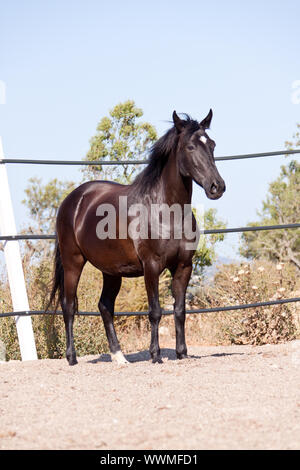 Reinrassiges menorquinisches Pferd prm Pferd outdoor Rollen Stockfoto