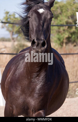 Reinrassiges menorquinisches Pferd prm Pferd outdoor Rollen Stockfoto