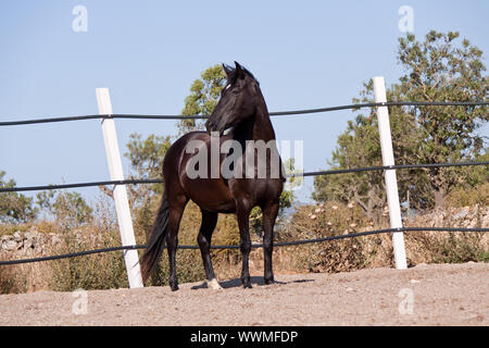 Reinrassiges menorquinisches Pferd prm Pferd outdoor Rollen Stockfoto