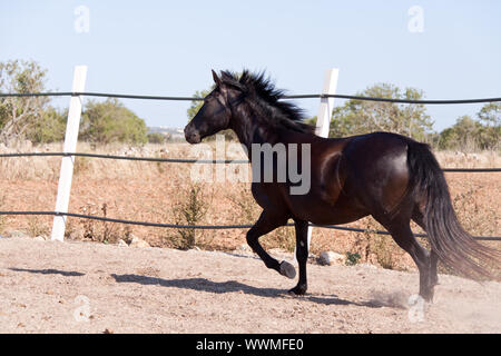 Reinrassiges menorquinisches Pferd prm Pferd outdoor Rollen Stockfoto