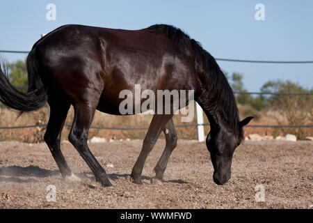 Reinrassiges menorquinisches Pferd prm Pferd outdoor Rollen Stockfoto