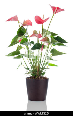 Schöne Anthedesia Anthurium mit rot, grün und rosa Blüten in dunklem Blumentopf auf weißem Hintergrund. Stockfoto