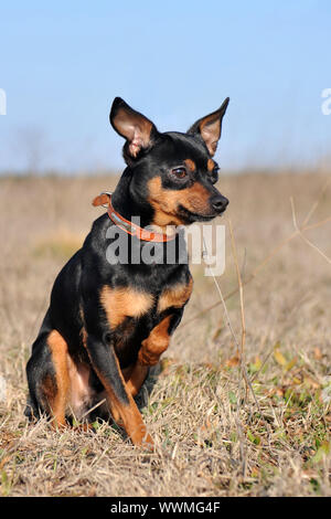 zusammengesetztes Bild mit reinrassigen Zwergpinscher in der Natur Stockfoto