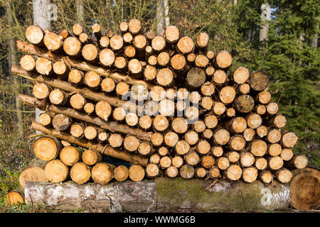 Erneuerbare Rohstoff Holz Stockfoto